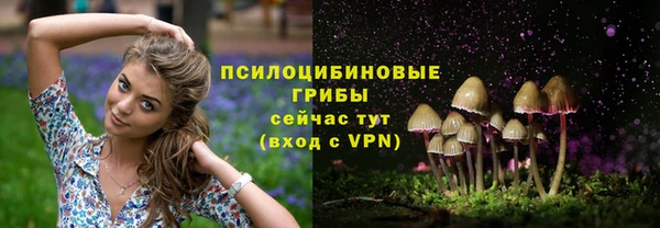 стаф Медногорск