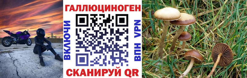 Купить  Клинцы  Галлюциногенные грибы Psilocybe 